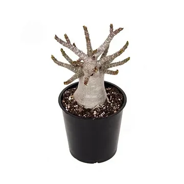 Woestijnroos (Adenium Ansu Baobab) H 15 ø12 cm