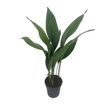 Kwartjesplant (Aspidistra Elatior) H 80 ø 17 cm