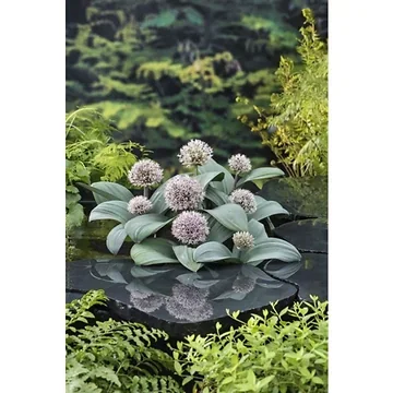 Sierui (Alium karataviese) Potmaat 9
