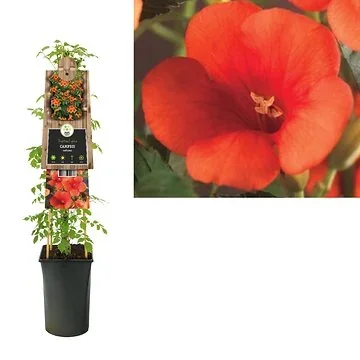 Trompetbloem (Campsis radicans) H 75