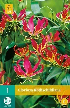 Gloriosa Rothschildiana