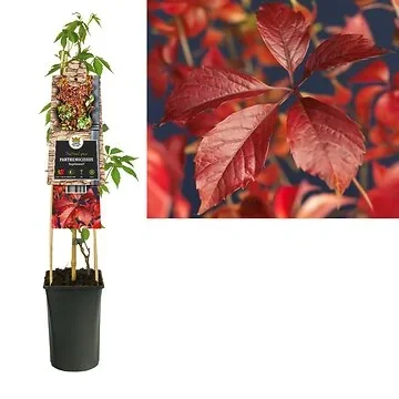 Wilde wingerd (Parthenocissus 'Engelmannii') H 75