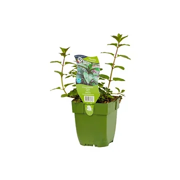 Chocolademunt (Mentha pip. 'Chocolate') ø 11 cm