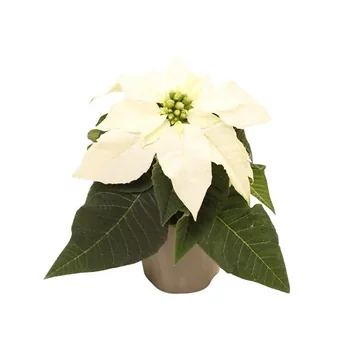 Kerstster mini (Euphorbia Princettia) Pure White 12 cm