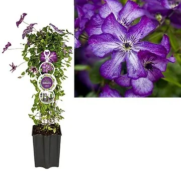 Bosrank (Clematis vit. Super Nova PBR) H 80