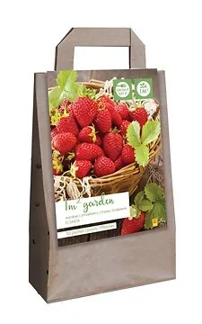 Tas Met 1 M2 Aardbeien Elsanta 10 Stuks