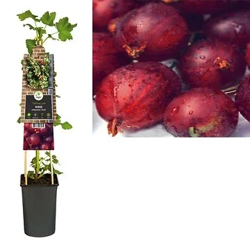 Zwarte bes (Ribes nidigrolaria 'Josta') H 75