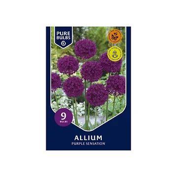 Pure Bulbs Bloembollen Sierui (Allium 'Purple Sensation') 9 stuks