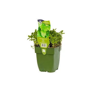 Marokkaanse munt (Mentha spic. 'Moroccan') ø 11 cm