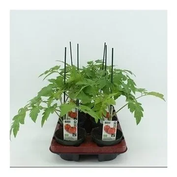 Ronde tomaat Geënt (Lycopersicon esculentum) BIO