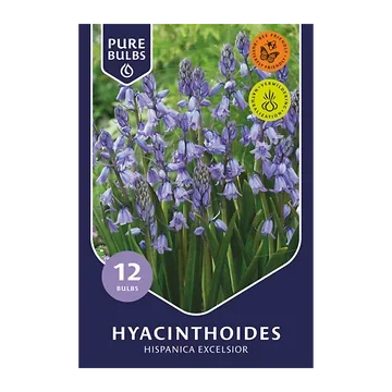 Pure Bulbs Bloembollen Boshyacint (Hyacinthoides 'Hispanica Excelsior') 12 stuks