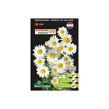 Margriet chrys.leuc. White Breeze