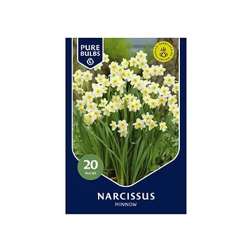 Pure Bulbs Narcissus Minnow 20 bollen