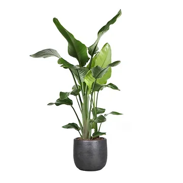 Paradijsvogelplant (Strelitzia Nicolai) H 110 ø 21 cm