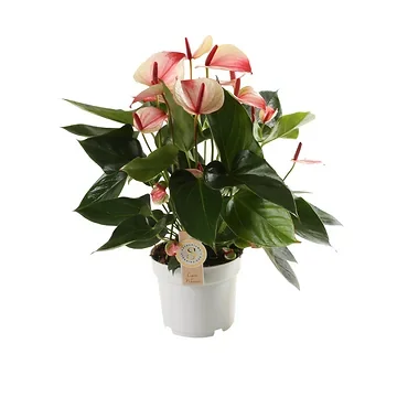 Flamingoplant (Anthurium Mystique) H 55 ø 17 cm