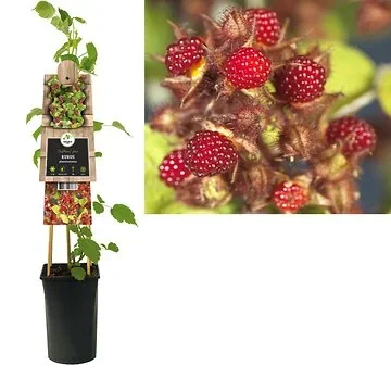 Japanse wijnbes (Rubus phoenicolasius) H 75