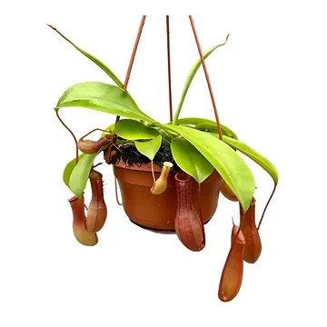 Bekerplant (Alata Monkey Jars Nepenthes) H 50 ø 14 cm