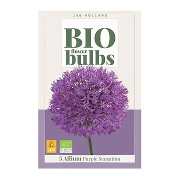 JUB Holland Allium Purple Sensation 5 bollen