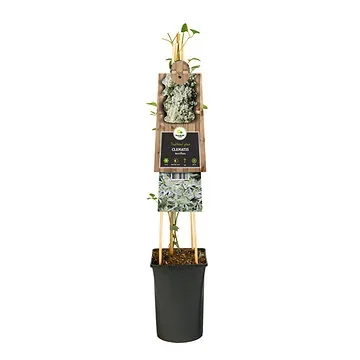 Bosrank (Clematis terniflora) H 75