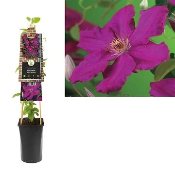 Bosrank (Clematis 'Ernest Markham') H 75