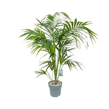 Kentia Palm (Howea Forsteriana) 130 x 27 cm