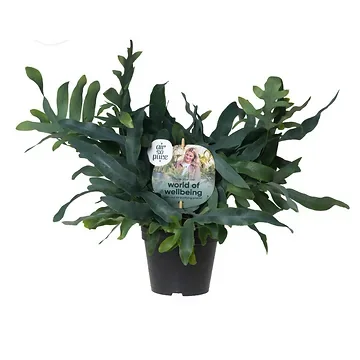 Blauwvaren (Phlebodium Blue Star) H 45 ø 14 cm