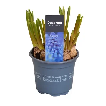 Blauwe druifjes Muscari 10 cm