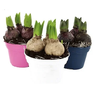 Hyacint (Hyacinthus Orientalis) H 25 Ø 12 cm 