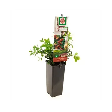 Rode bosbes (Vaccinium vitis idaea Miss Cherry) H 40 ø 11 cm cm