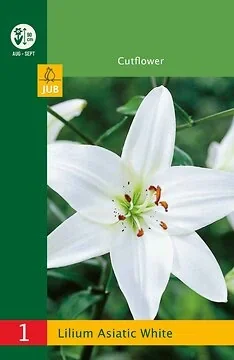 Low Budget Lilium Asiatic White