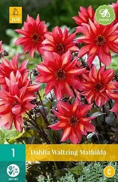 Dahlia Waltzing Mathilda