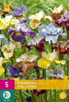 Iris Sibirica Peacock Mix