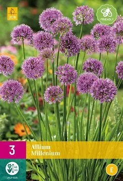 Allium Millenium
