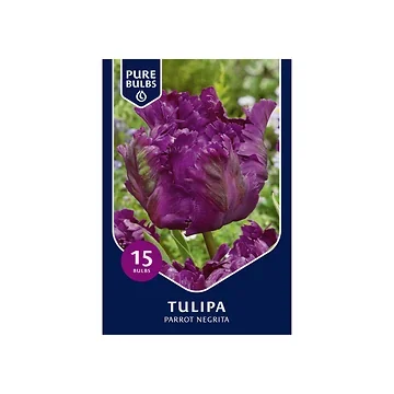 Pure Bulbs Tulipa Parrot Negrita 12 bollen