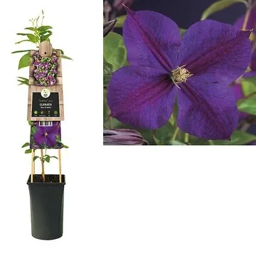 Bosrank (Clematis 'Star of India') H 75
