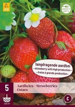 Fragaria Ostara