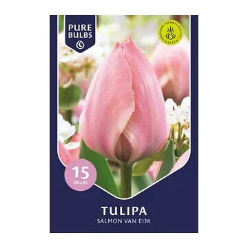 Pure Bulbs Tulipa Salmon van Eijk 15 bollen