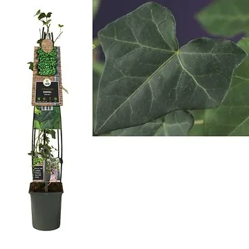 Klimop (Hedera hibernica) H 120