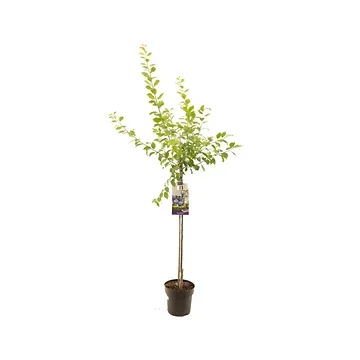 Donkerblauwe pruim (Prunus dom. Hauszwetsche halfstam) H 230 ø 27 cm