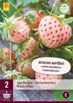 Fragaria White Pine