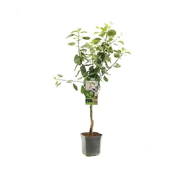 Groene handappel (Malus dom. Granny Smith laagstam) H 160 ø 24 cm