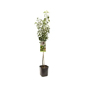 Zomerpeer/handpeer (Pyrus comm. Clapp's Favourite laag) H 160 ø 24 cm