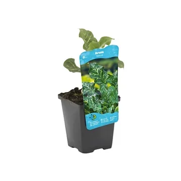 Italiaanse aronskelk (Arum italicum) Potmaat 9