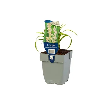 Leliegras (Liriope muscari 'Monroe White') ø 11 cm