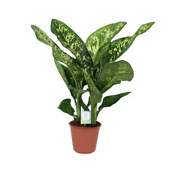 Dief van Badgad (Dieffenbachia Crown) H 90 ø 24 cm