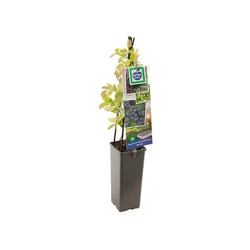 Blauwe bes (Vaccinium corymbosum Jersey) H 60 ø 11 cm cm