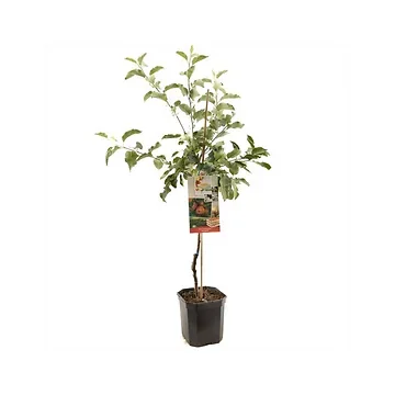 Rode handappel (Malus dom. Jonagold laagstam) H 160 ø 24 cm