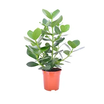 Varkensboom (Clusia Rosea Princess) H 65 ø 17 cm