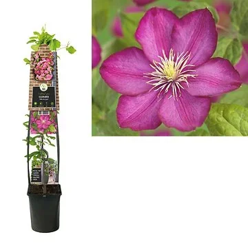 Bosrank (Clematis 'Ville de Lyon') H 120