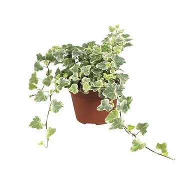 Klimop (Hedera He White Wonder) H 30 ø 12 cm